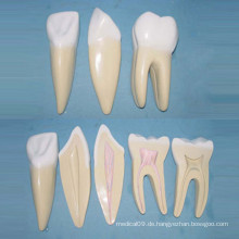 Menschliche Normalgröße Zähne Medizinisches Anatomisches Modell (R080118)